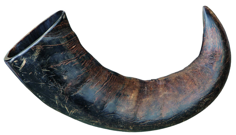 27743 Genuine buffalo chewing horn, large