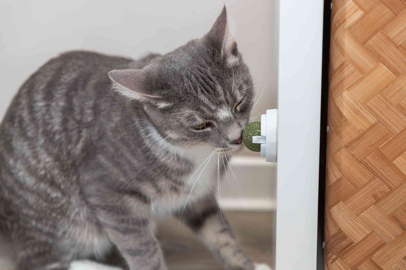 42242 Catnip ball with holder, -· 5 cm