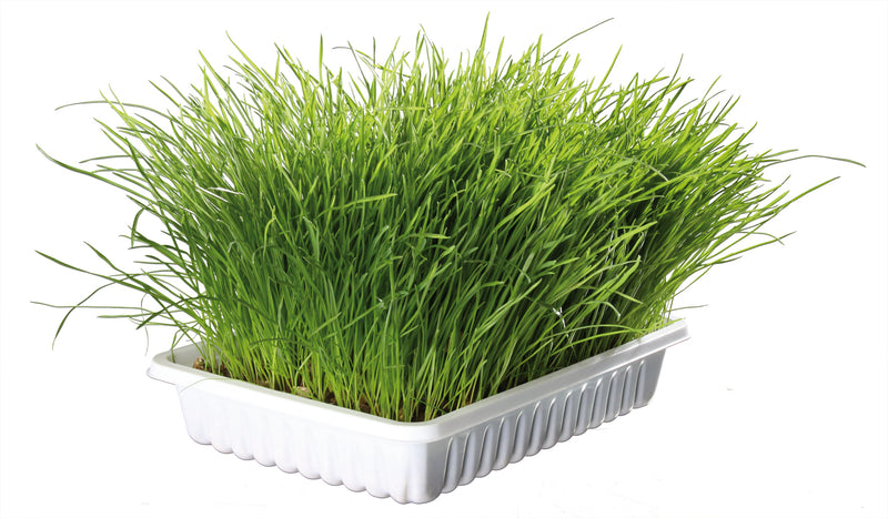 4233 Organic cat grass refill for
