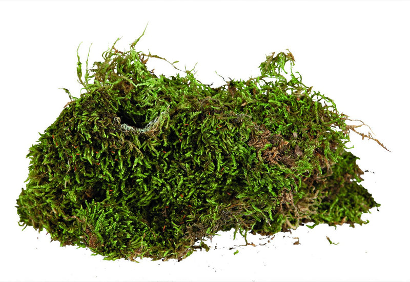 76155 Terrarium Moss, substrate for humid terrariums, 200 g